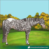 Horse Color:Liver Chestnut Tobiano Snowflake Varnish