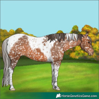 Horse Color:Bay Tobiano Appaloosa 