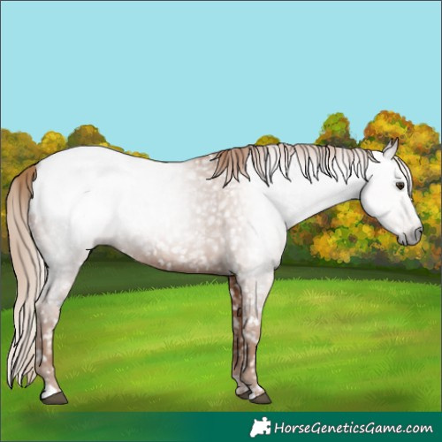 Horse Color:Gray Chestnut Snowcap 