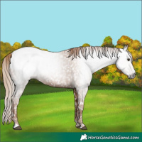Horse Color:Gray Chestnut Snowcap 