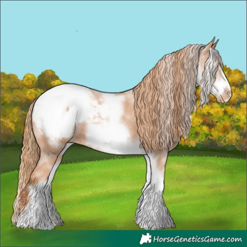 Horse Color:White Spotted Chestnut Frame Appaloosa 