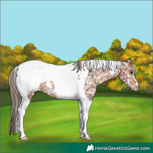 Horse Color:Bay Tobiano Snowcap