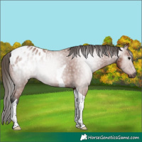 Horse Color:Gray Bay Tobiano Appaloosa 