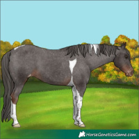 Horse Color:Liver Chestnut Tobiano Varnish 