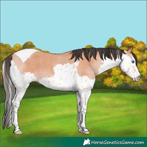 Horse Color:Bay Roan Splash Tobiano