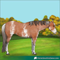 Horse Color:White Spotted Bay Tobiano Appaloosa 
