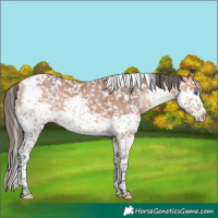 Horse Color:Bay Splash Tobiano Appaloosa