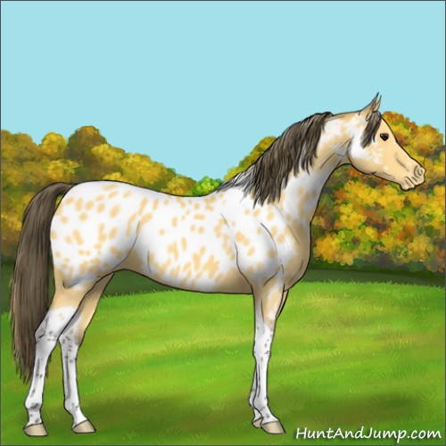 Horse Color:Buckskin Tobiano Appaloosa 