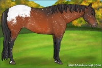 Horse Color:Bay Appaloosa 