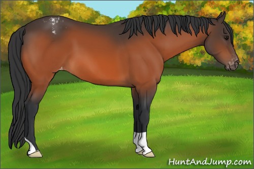 Horse Color:Bay Appaloosa 