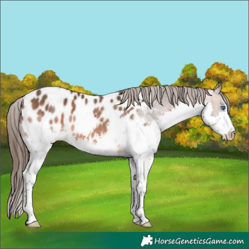 Horse Color:Bay Splash Appaloosa 