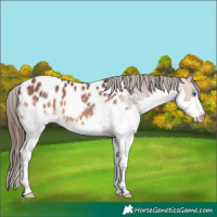 Horse Color:Bay Splash Appaloosa
