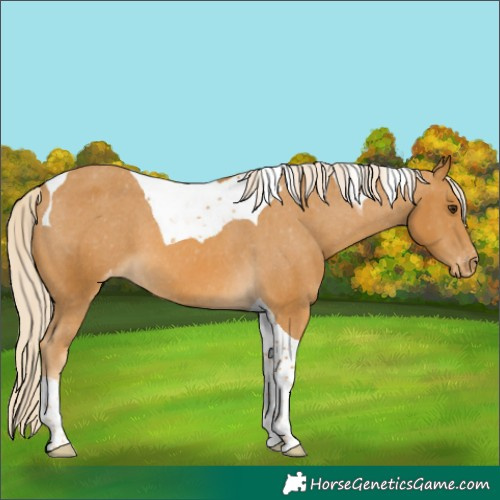 Horse Color:Palomino Tobiano Varnish 