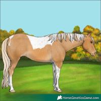 Horse Color:Palomino Tobiano Varnish