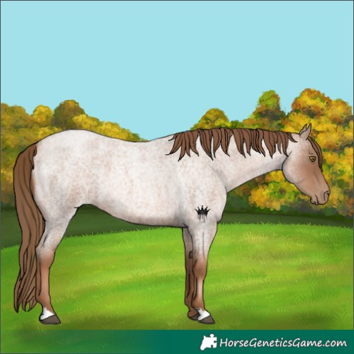 Horse Color:Liver Red Roan Pearl