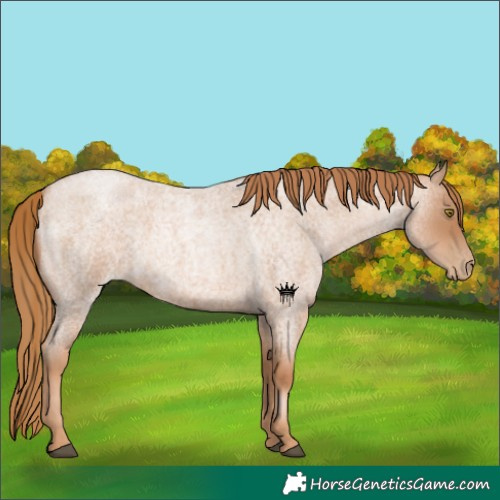 Horse Color:Red Roan Pearl 