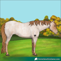 Horse Color:Red Roan Pearl 