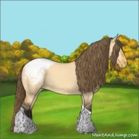 Horse Color:Buckskin Dun Tobiano Appaloosa 