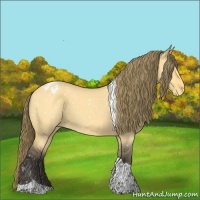 Horse Color:Buckskin Dun Tobiano Appaloosa 