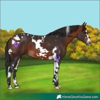 Horse Color:Bay Tobiano