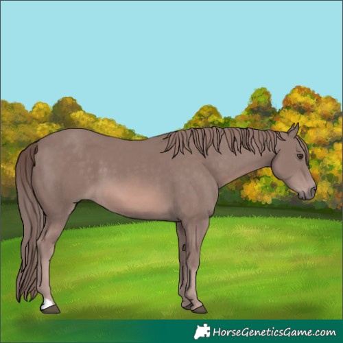 Horse Color:Platinum Chestnut 