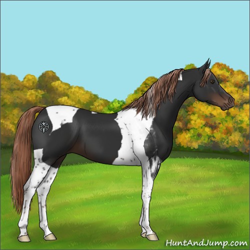 Horse Color:Liver Chestnut Tobiano 