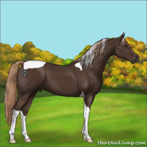 Horse Color:Liver Chestnut Tobiano 