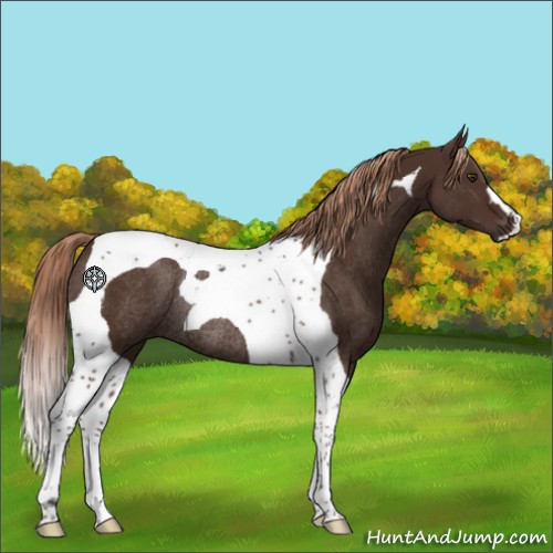Horse Color:Liver Chestnut Tobiano Rabicano 