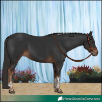 Horse Color:Liver Chestnut Tobiano 