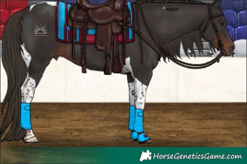 Horse Color:Liver Chestnut Tobiano 