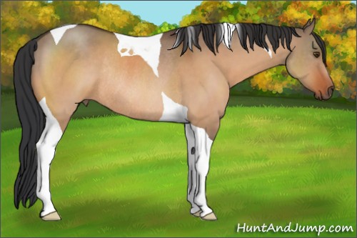 Horse Color:Brown Dun Tobiano Rabicano 