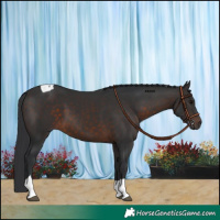 Horse Color:Brown Tobiano 