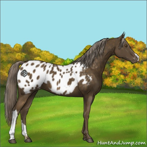 Horse Color:Chocolate Palomino Appaloosa 