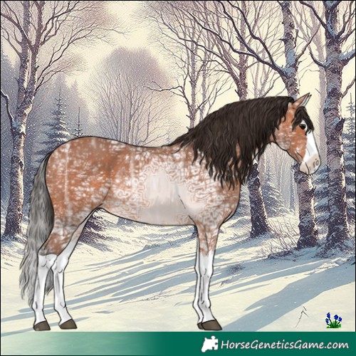 Horse Color:Bay Ice Splash Rabicano
