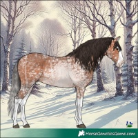 Horse Color:Bay Ice Splash Rabicano