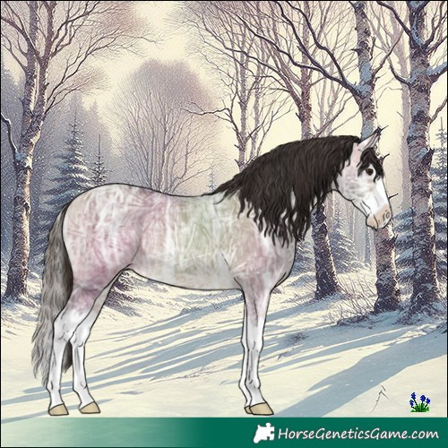 Horse Color:Buckskin Ice Dun Splash Rabicano 