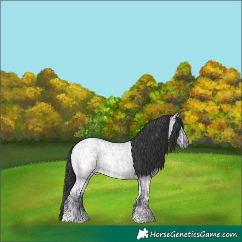Horse Color:Grullo Ice Roan 