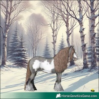 Horse Color:Midnight Bay Ice Dun Frame Appaloosa 