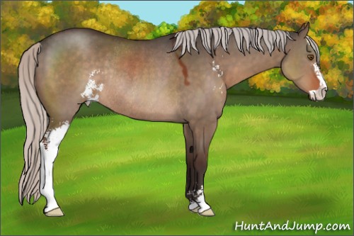 Horse Color:Silver Brown Dun Sabino Rabicano 