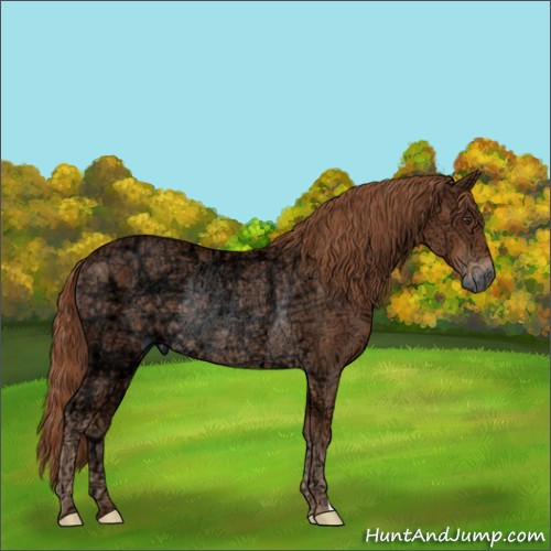 Horse Color:Chestnut Ice Rabicano 
