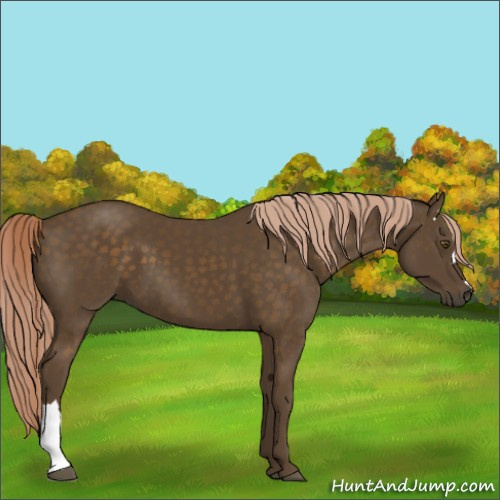 Horse Color:Chocolate Palomino 