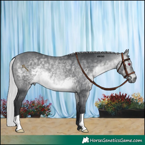 Horse Color:Silver Bay Chinchilla 