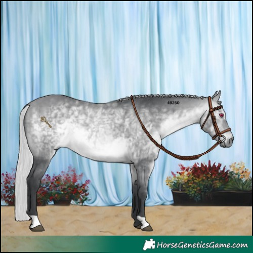 Horse Color:Silver Bay Chinchilla 