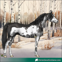 Horse Color:White Spotted Liver Chestnut Frame 