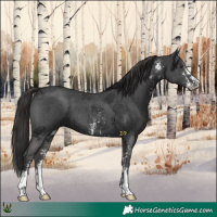 Horse Color:Liver Chestnut Sabino 