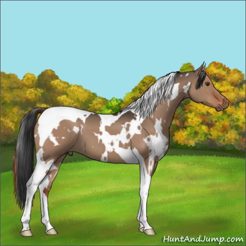 Horse Color:White Spotted Liver Red Dun Tobiano 