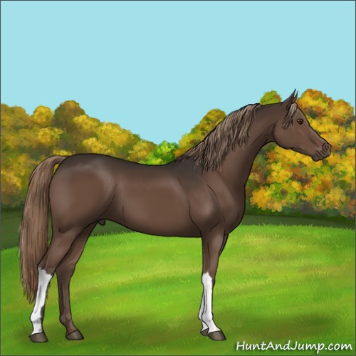 Horse Color:Liver Chestnut 