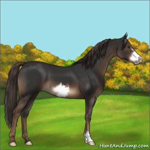 Horse Color:Liver Chestnut Frame 