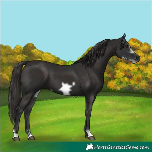 Horse Color:Liver Chestnut Frame 