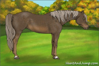 Horse Color:Chocolate Palomino 